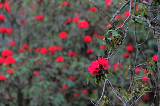 杜鹃花