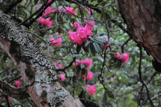 杜鹃花