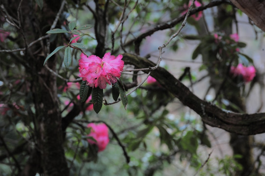 杜鹃花