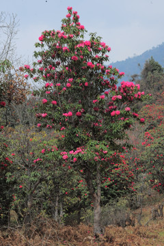 杜鹃花