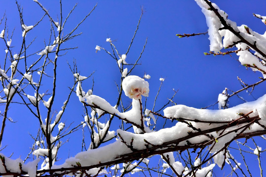 春雪 桃花