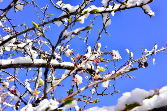 春雪 桃花