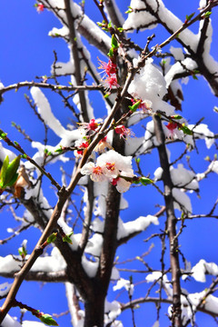 春雪 桃花