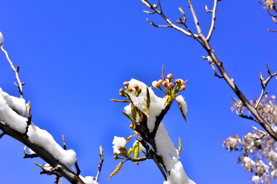 春雪 桃花