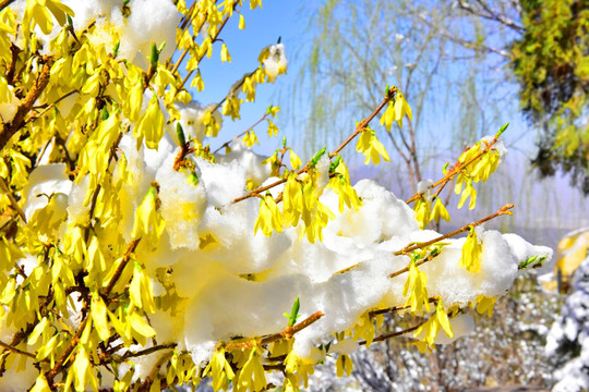 春雪 迎春花