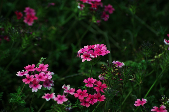 花海