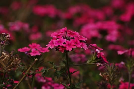 花海