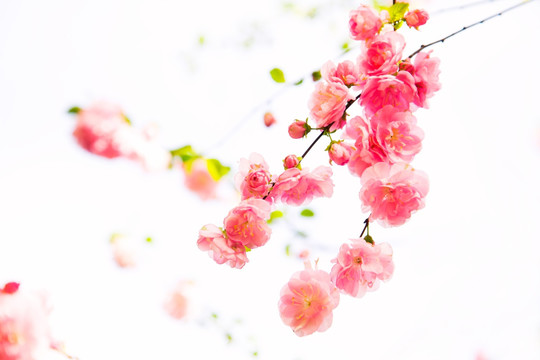 唯美的高调樱花图