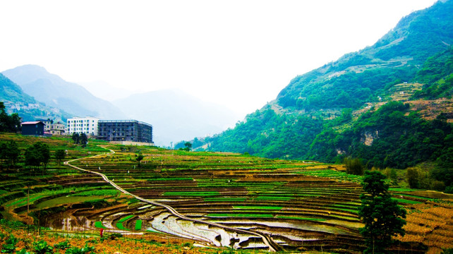 环形梯田  水田