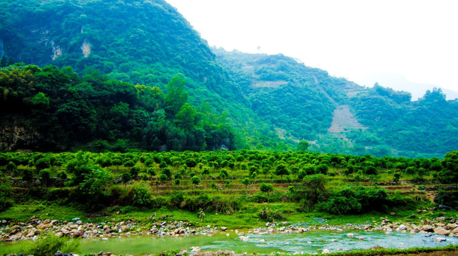 山清水秀  绿树