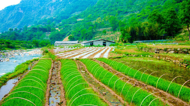 稻秧 田垄