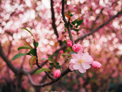 一枝桃花