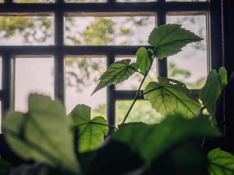 窗棂下的叶子 园艺