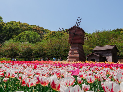 上方山郁金香花海