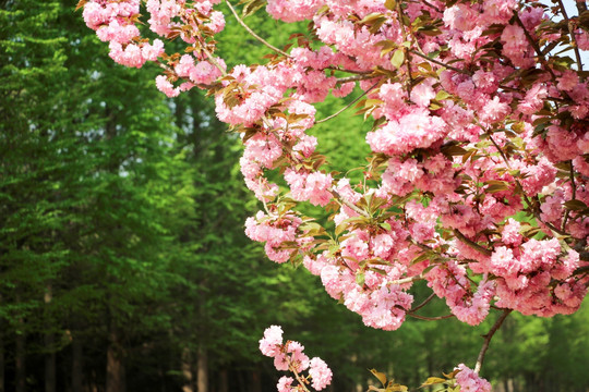 櫻花