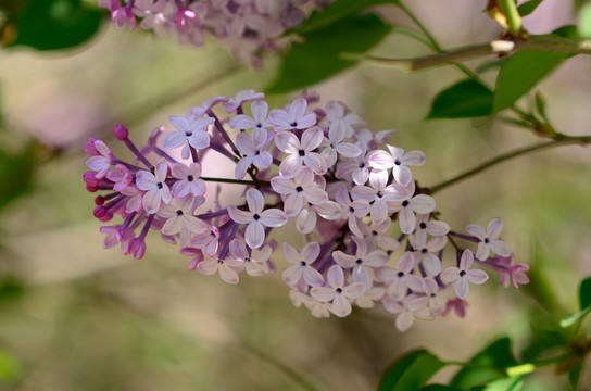 高清紫丁香花