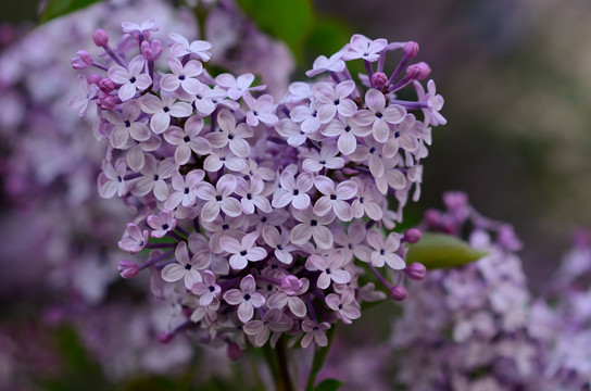 高清紫丁香花