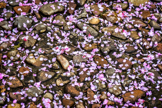 樱花雨