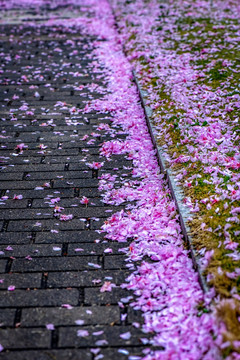 樱花雨