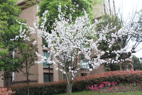 小区白花树