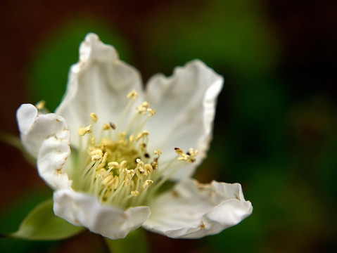 白色蓬蘽花蕊微距特写