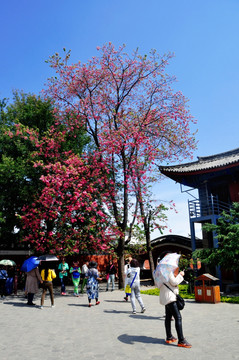 樱花树下