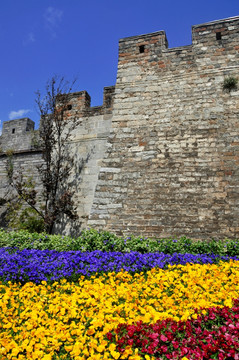 城墙下的花草