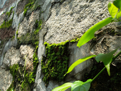 长满绿苔藓石墙