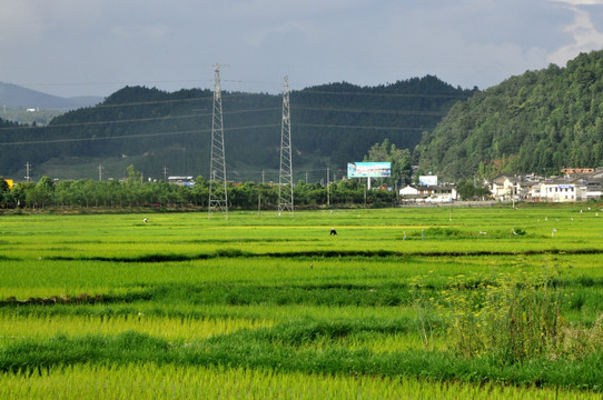 云南腾冲北海湿地