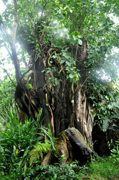 瑞麗 獨(dú)樹(shù)成林