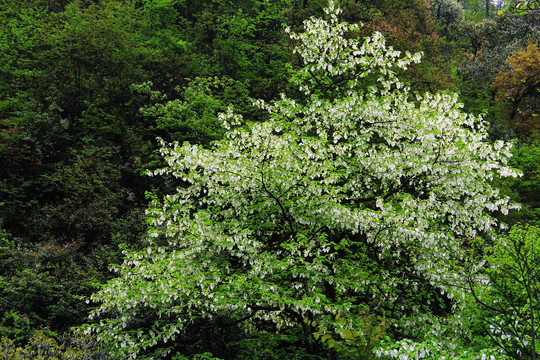 鸽子花  珙桐花