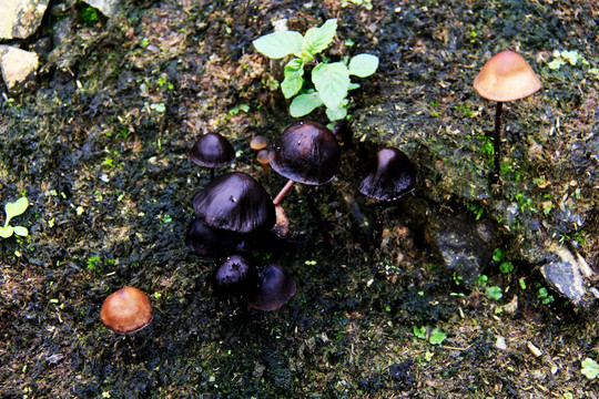 牛屎菌 野生菌