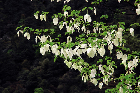 鸽子花