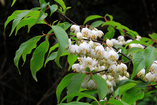 野樱花