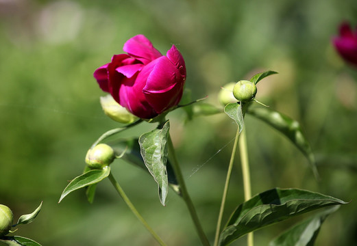 芍药花