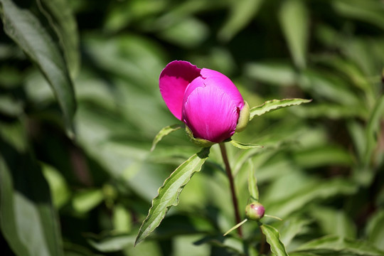 芍药花