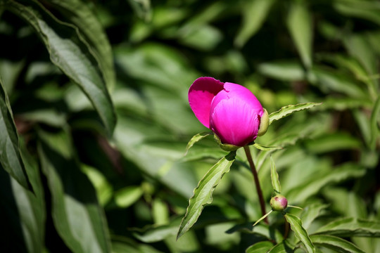 芍药花