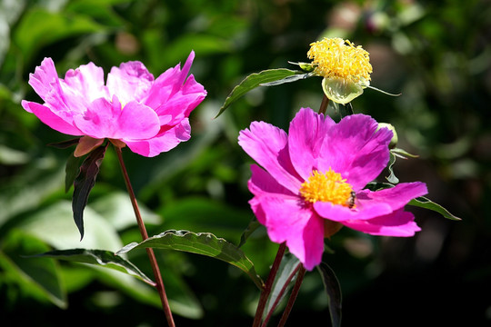 芍药花