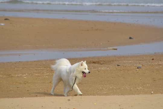 海滩上的萨摩耶犬