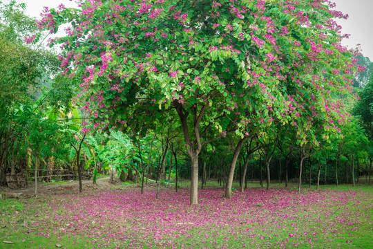 树林落花