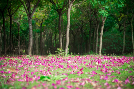 花落树林