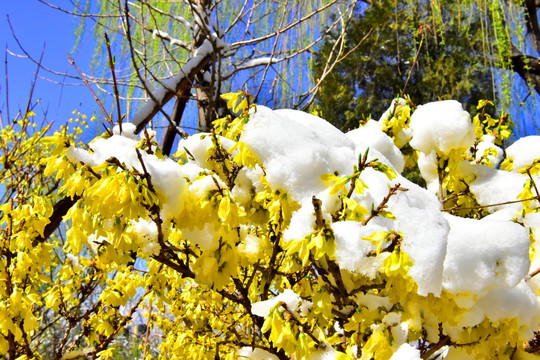 春雪 迎春花