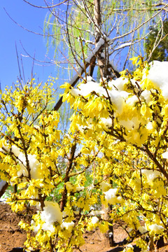 春雪 迎春花