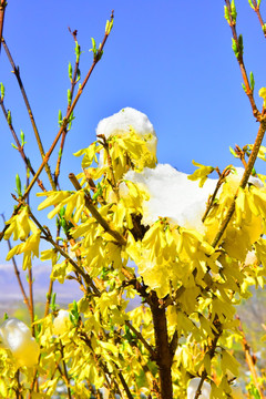 春雪 迎春花