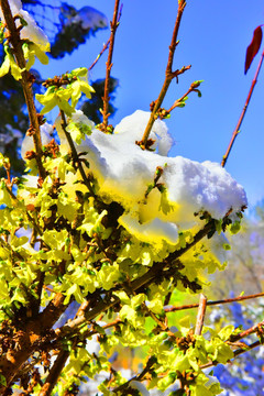 春雪 迎春花