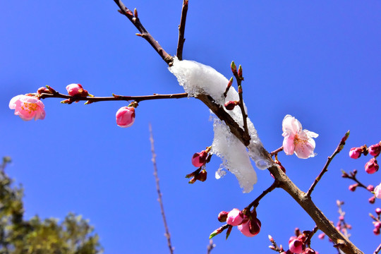 春雪 桃花