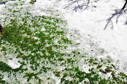 春雪 草地