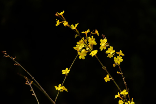 迎春花