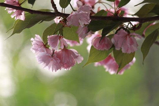 花满枝头