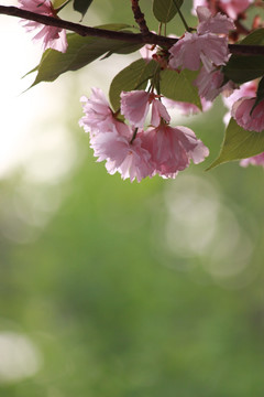 樱花季节